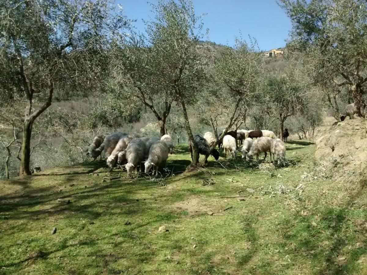 Agriturismo Borgo Mocale Bauernhof Castelfranco di Sopra